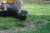 Offspring M